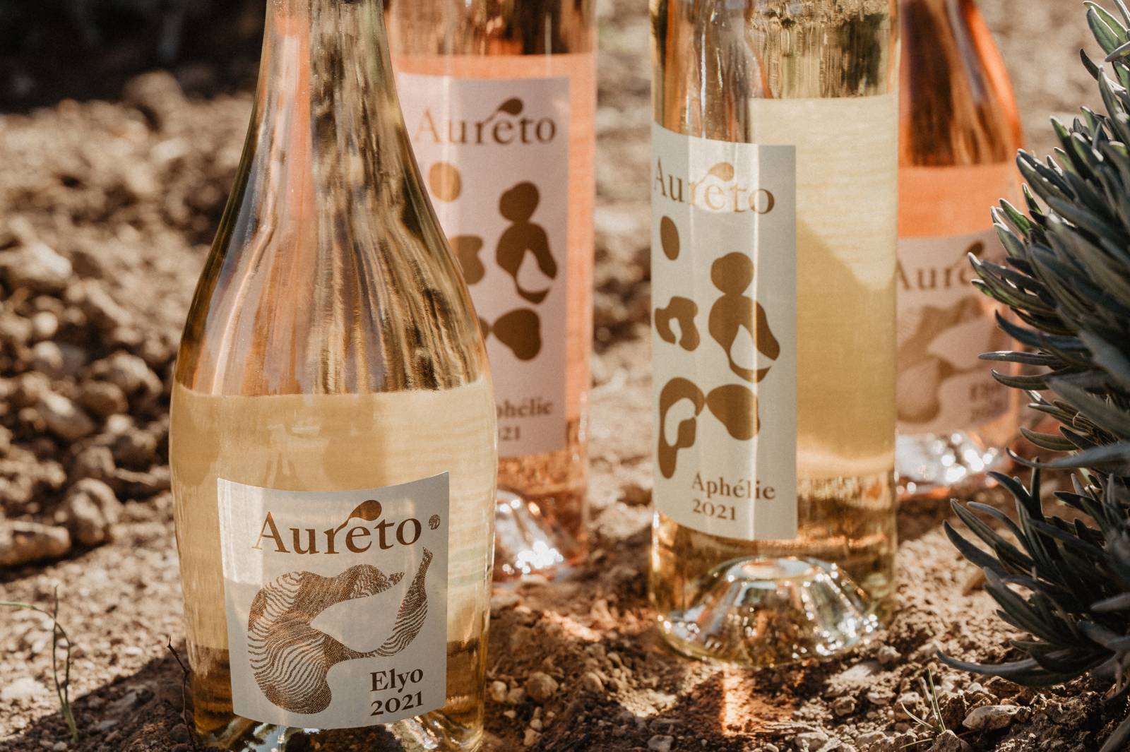 Wine tasting and shopping, vineyard work, winemaking and wine ageing in Provence Wine domaine of La Coquillade Goult, Luberon