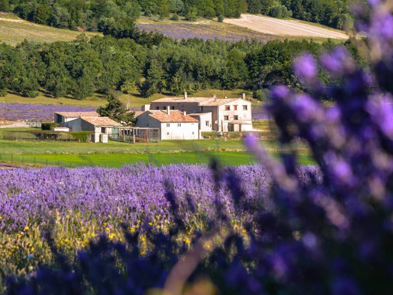 Our fine lavender farm : Le Château du Bois