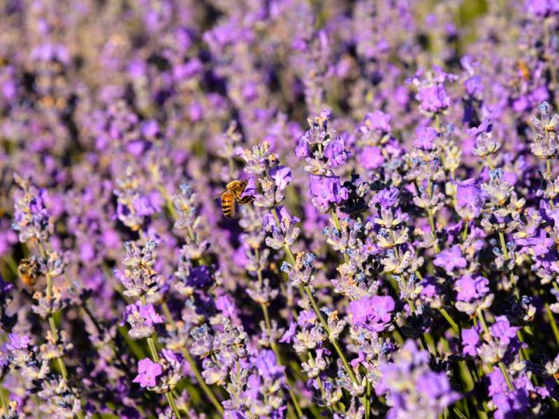 True fine lavender from the mountains