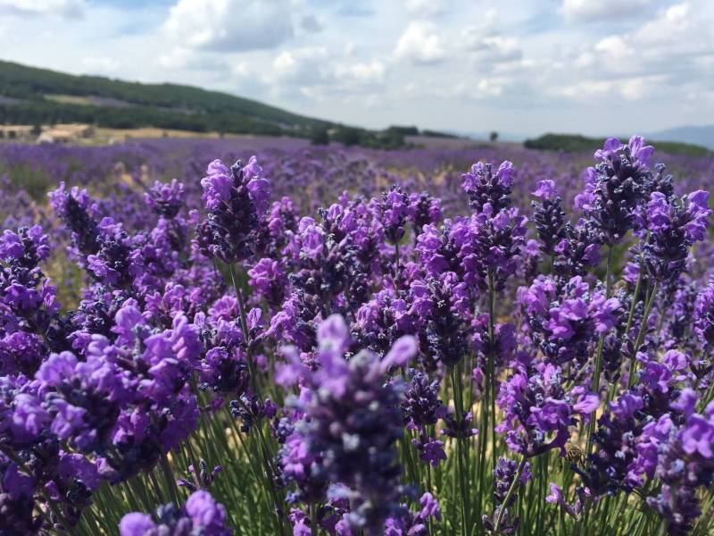 True fine lavender from the mountains