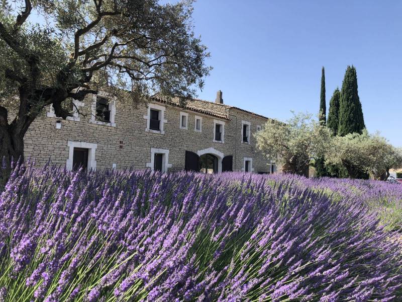 Lavender garden blooming in July at lavender museum in Provence