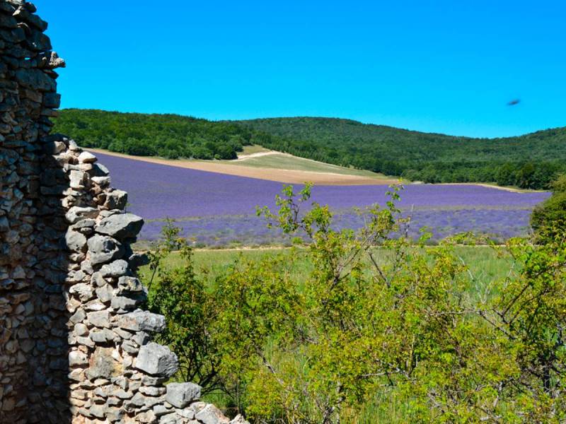 Our fine lavender farm : Le Château du Bois