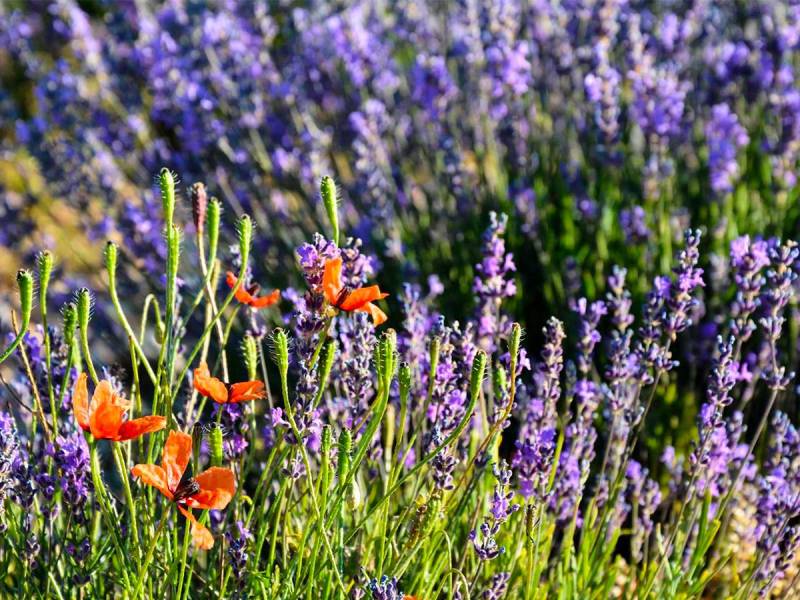 True fine lavender from the mountains