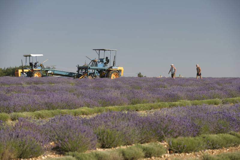 Cutting of the fine lavender at Château du Bois at 1100m elevation