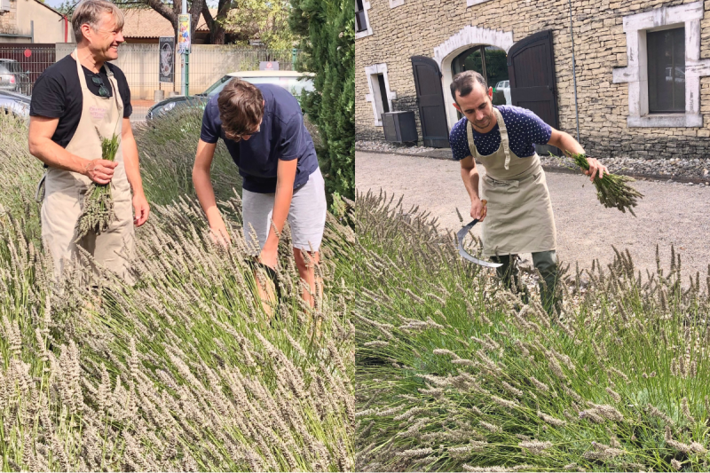 Sickle cut workshop in the lavender field at lavender museum in Provence