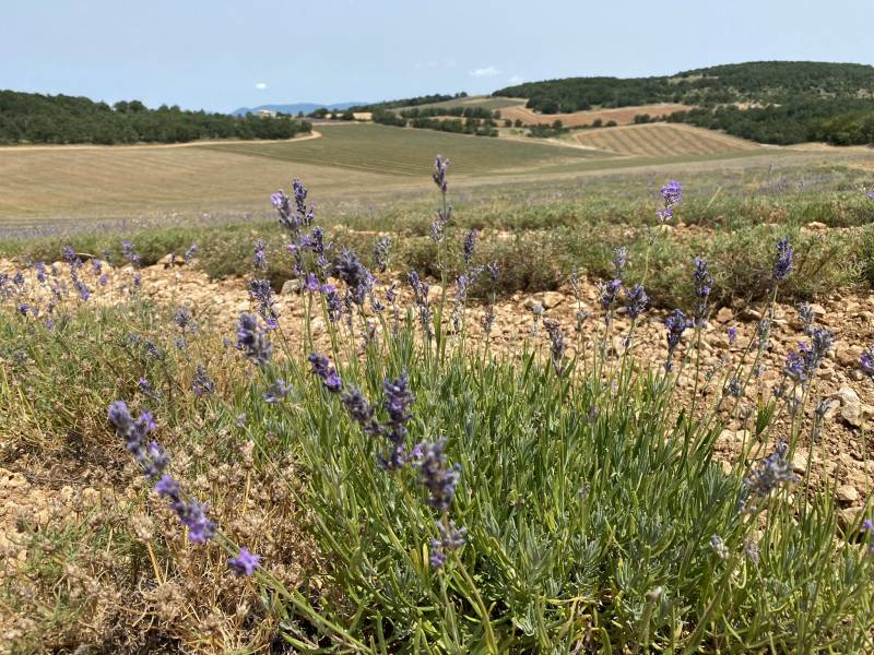 Lavender store : Local mountain lavender & cosmetics laboratory in Provence
