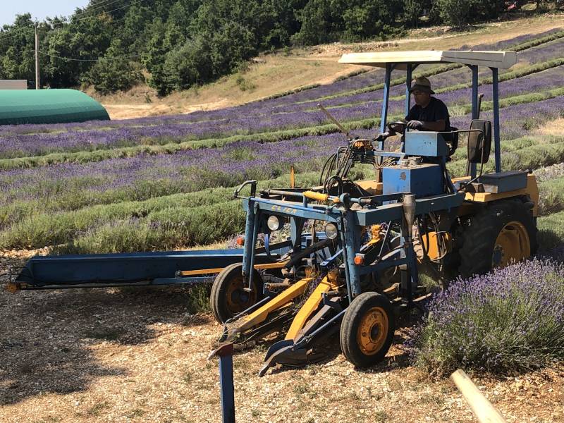 Lavender store : Local mountain lavender & cosmetics laboratory in Provence