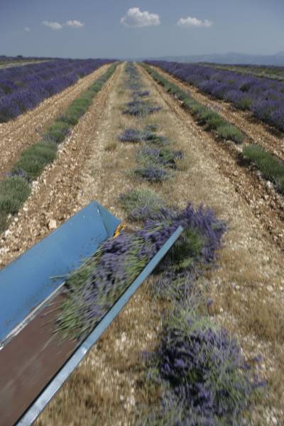 Drying of the lavender flowers on the field for 1 or 2 days
