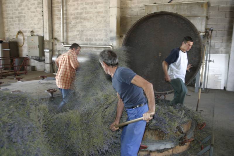 Filling of the still with dried lavender flowers