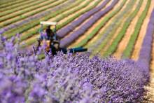 Our services in the sector of The Luberon